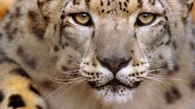 Leopard Snow Leopard