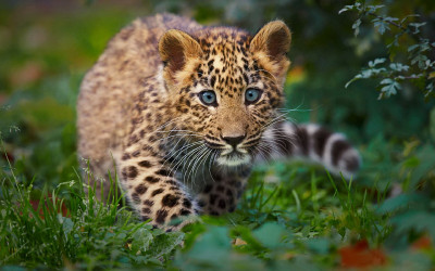 Leopard cub (3)