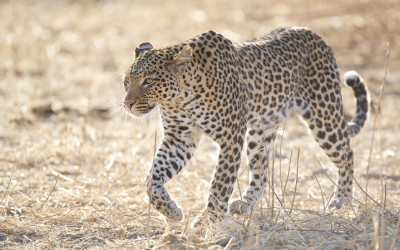 Leopard (3)