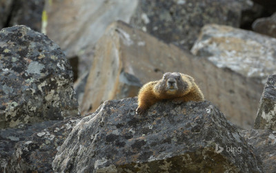 Yellow-bellied marmot in Yellowstone National Park, Wyoming, USA