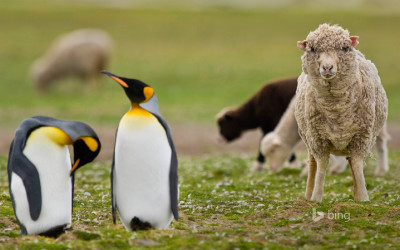 Sheep among a king penguin colony in the Falkland Islands
