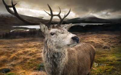 Red stag in the Scottish Highlands