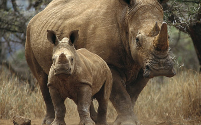 Rhinoceros (2)