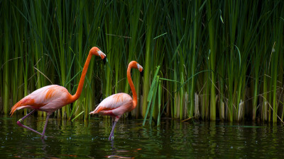 Pink Flamingos (1)