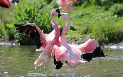 Pink Flamingos (2)