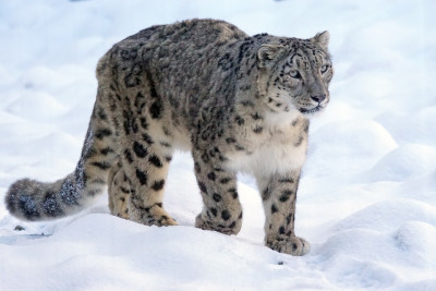 Snow Leopard (2)