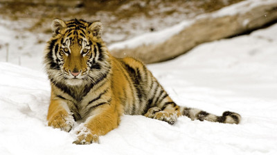 Tiger (7)