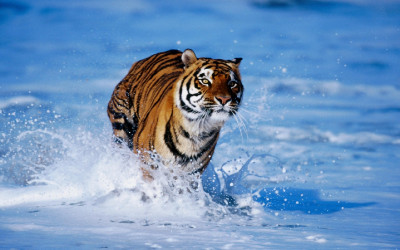 Tiger Bengal (2)