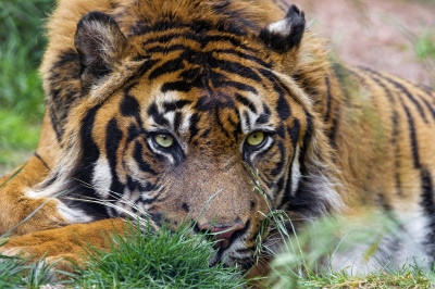 Tiger (9)