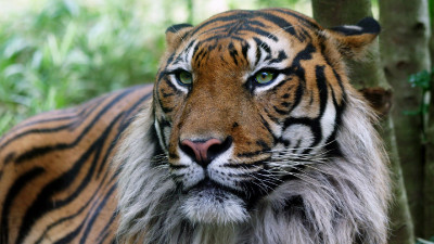 Tiger (2)