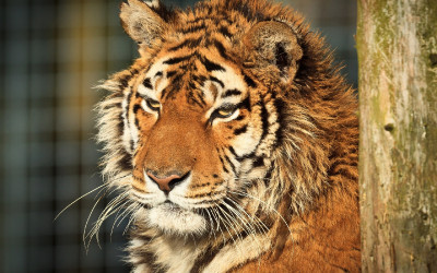 Tiger (4)