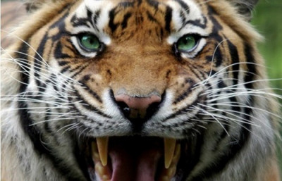 Tiger (11)