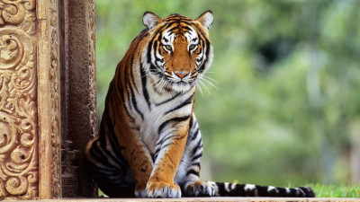 Tiger (8)