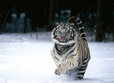Tiger (10)