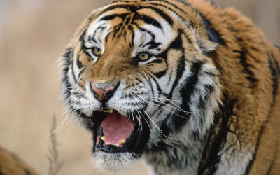 Tiger Snarling Siberian tiger Russia