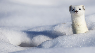 Stoat in the snow