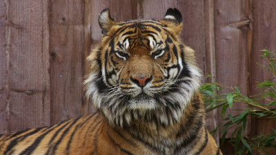 Tiger (13)