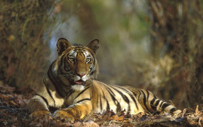 Tiger Bengal Bandhavgarh national park India