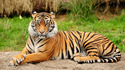 Tiger (12)