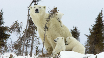 Bear Polar Bear and Cubs