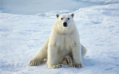 Bear Polar Bear sitting pretty