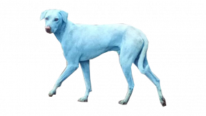 blue stray dog on transparency