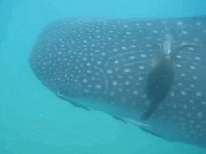 Whale Shark Shaver
