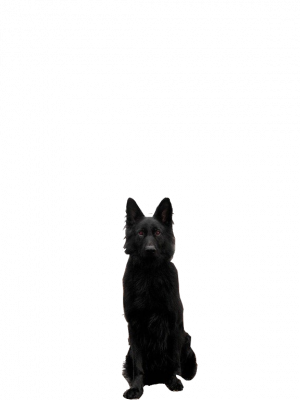 dog on trans