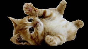cats animals kittens background