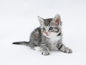 kitten report