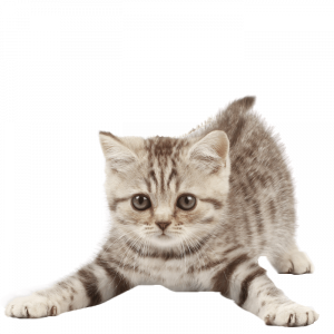 kitten pounce