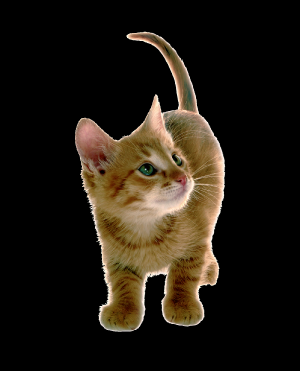 kitten on trans Untitled