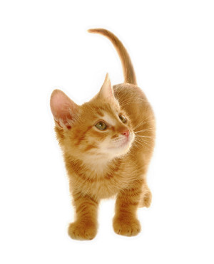 kitten icon 10
