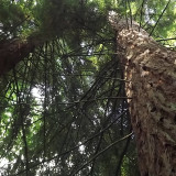oak27