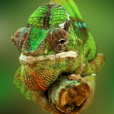 puYxa
