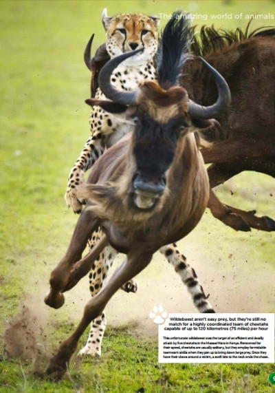 World of Animals UK Issue 54 January 2018 (4)