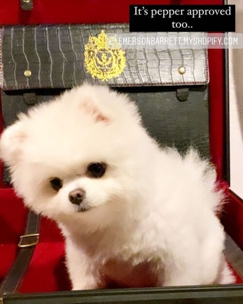 royal.council.of.emo 246069022 587992118992423 4800753796944089976 n